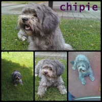 Photo de profil de Chipie