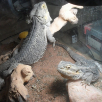 Photo de profil de Pogona viticeps