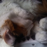 Photo de profil de Piñoufe