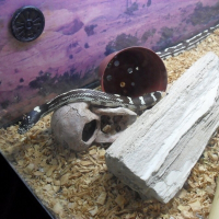 Photo de profil de Blade