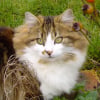 Photo de Peluche, Norvégien