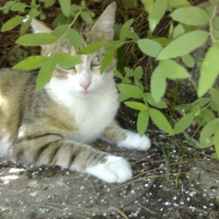 Photo de profil de Mystie