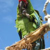 Photo de Coco's compagny