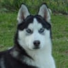 Photo de Eclair of dogo paradise