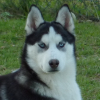 Photo de profil de Eclair of dogo paradise