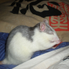 Photo de Grisette