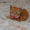 Photo de Pepette