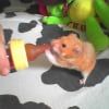 Photo de Hamtaro, Hamster