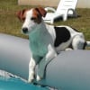 Photo de Pollux