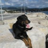 Photo de Vasco, Beauceron