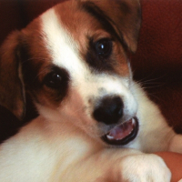 Photo de profil de Apollo