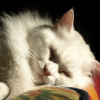 Photo de Clyde