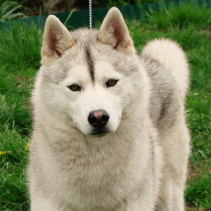 Photo de profil de Chinook