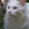 Photo de Schumi