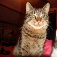 Photo de profil de Merguez