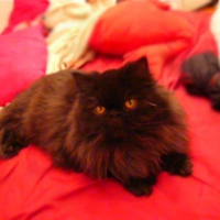 Photo de profil de Chanl