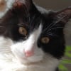 Photo de Guizmo, Maine Coon