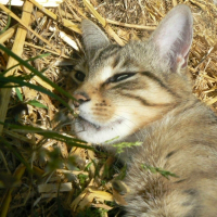Photo de profil de Bleuet