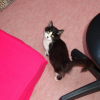 Photo de Satine