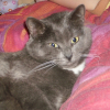 Photo de Atila