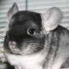 Photo de Junior