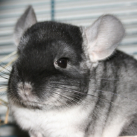 Photo de profil de Junior