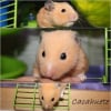Photo de Cacahuete
