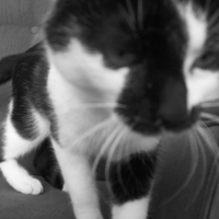 Photo de profil de Pépite