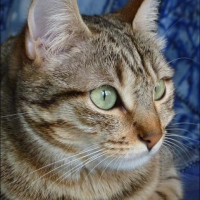 Photo de profil de Dina