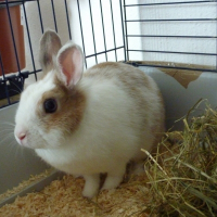 Photo de profil de Kittie