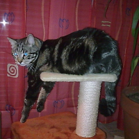 Photo de profil de Calico