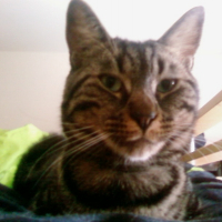 Photo de profil de Pichenette