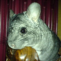 Photo de profil de Bouly