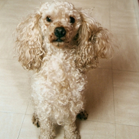 Photo de profil de Rasta