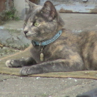 Photo de profil de Zara