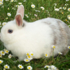 Photo de Bouboule