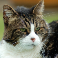 Photo de profil de Garfield