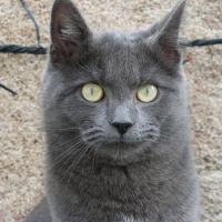 Photo de profil de Stitch