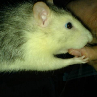 Photo de profil de Gribouilli