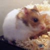 Photo de Liloo