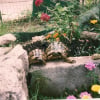 Photo de Raphaello et donatello