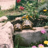 Photo de profil de Raphaello et donatello