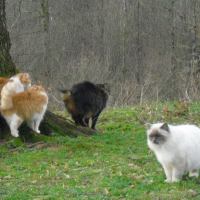 Photo de profil de Junior