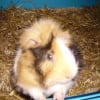 Photo de Apache
