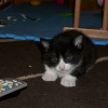 Photo de Chaton 1