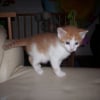 Photo de Chaton 2