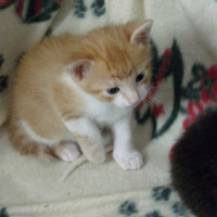 Photo de profil de Chaton 3