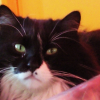 Photo de Cyrano