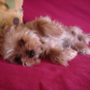 Photo de Titus