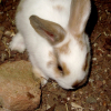 Photo de Patafix